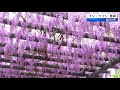 道の駅「青洲の里」フジ・ツツジ見頃 和歌山県紀の川市
