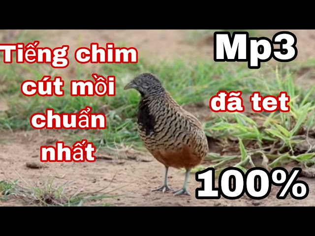 Tiếng chim cút mồi chuẩn nhất 2023 class=