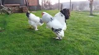 Brahma Chickens Kosovo