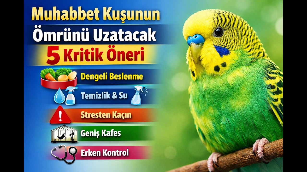 Muhabbet Kuşunun Ömrünü Uzatacak 5 Kritik Öneri #muhabbetkuşu