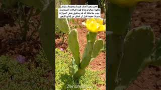 زهور الصبار تحتاج سنين كي تظهر @zenahplants shortsvideo ازهار صباريات viral