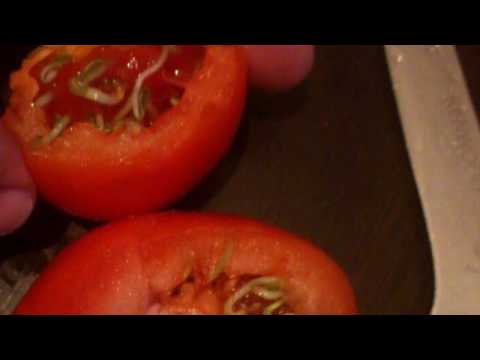 დაუჯერებელია მაგრამ სიმართლეა პომიდორიში ამოსული ჩითილები