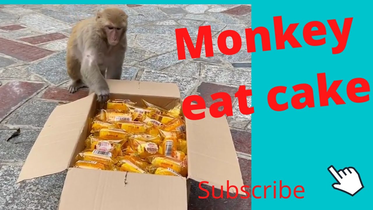 feeding sweat cake home less monkey