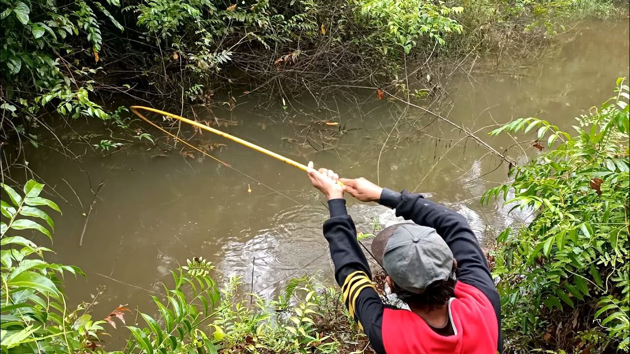 SARANG GABUS!! HANYA HITUNGAN DETIK BUAT MENUHIN KERANJANG IKAN SAYA MAS BROO