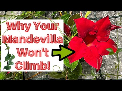 Video: Planta mea de Mandevilla nu înflorește - Remedieri pentru Mandevilla care nu înflorește