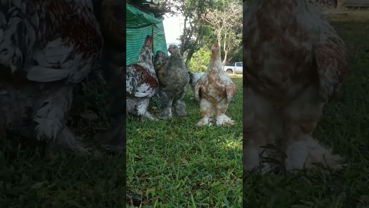 Blue Salmon brahma chicken 