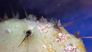 【閲覧注意】サボテンについたサボテンシロカイガラムシの幼虫 | Crawlers of Diaspis echinocacti on Cactus Opntia