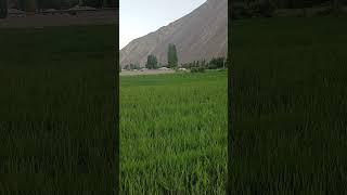 Phander Valley District Ghizer- Gilgit Baltistan. #lifeisbutadream #nature