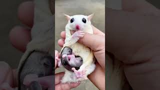 Ever Seen Cute Baby Sugar in Mother's Pouch? ❤️❤️ #shorts #sugarglider #sugarglidercare screenshot 4
