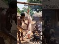 Fresh Pig Slaughtered Right Before us in African Village #shorts  #africanculture  #triballife