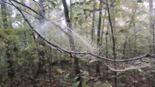 Ozark Trail Thru Hike (230 miles, Solo, NOBO) - Day 4 - Current River and Blair Creek