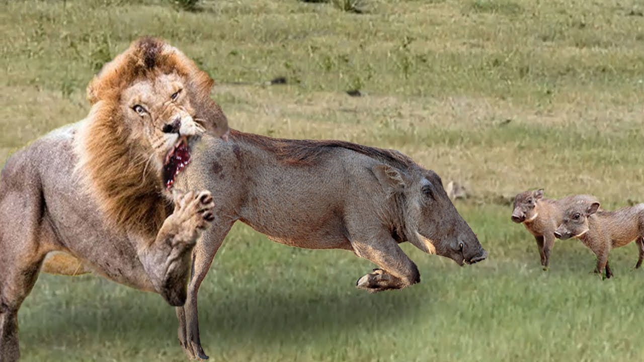 Warthog turns into a track athlete to run away from the lion's chase and what happens next ? - YouTube