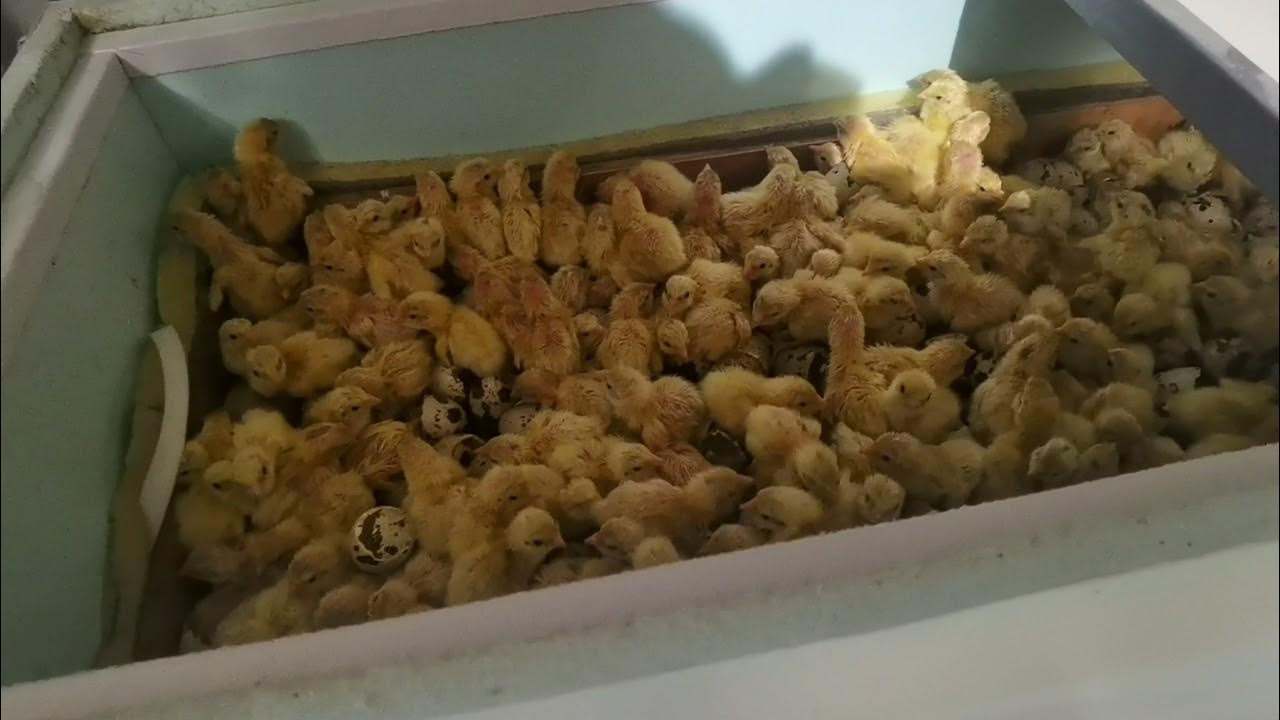 Перепила видео