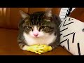 Funny Cat Moments Caught On Camera