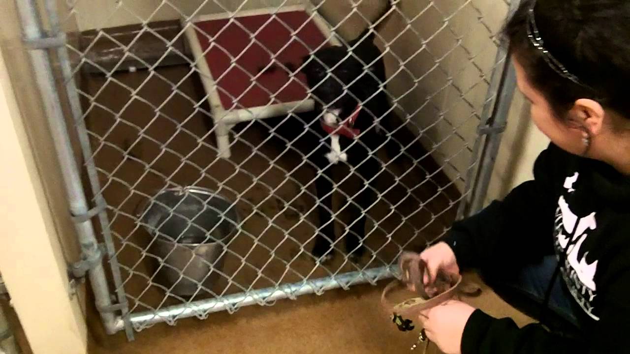 Rosie Kennel YouTube