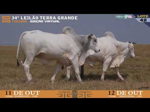 LOTE 042