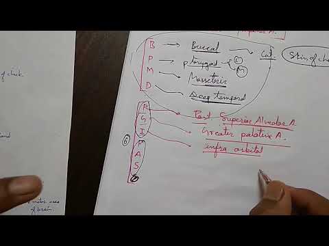 Maxillary artery branches and it&rsquo;s clinical