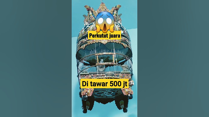 Perkutut internasional umur masih muda bunyi sudah seperti juara lomba || pantes di tawar segitu