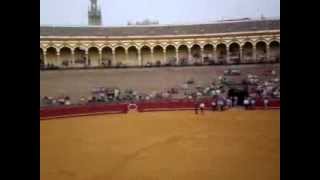 Plaza De Toros - Bullfighting In Seville