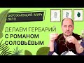 Как сделать гербарий? Окружающий мир: лето с Романом Борисовичем Соловьёвым.