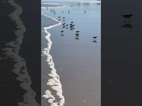 بامزه ترین و سریع ترین پرندگان کوچک آبچلیک ها که در ساحل مودی مین به سمت جزر و مد می روند و برمی گردند 