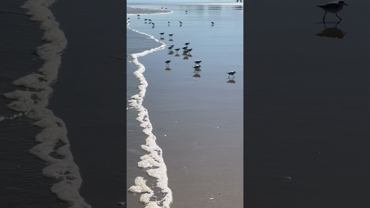 Cutest and fastest little birds (Sandpipers) that run in and out of the tide on Moody Beach, Maine.