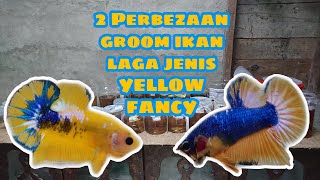 Download Lagu 2 Ekor Yellow Fancy Aku Groom Dengan Cara Yang Berbeza MP3
