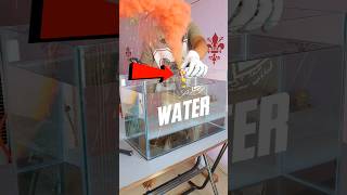 Holi Colour Smoke Bomb In Water