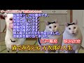 猫とみる皆大好きジョン万次郎【猫ミーム 猫マニ】