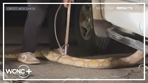 15-foot python captured outside Texas home