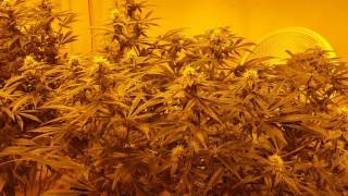 Weekly Dose of DWC, Flower Update