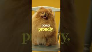 Muddy dog to fluffy prince