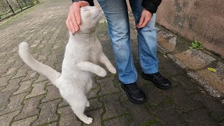 Cat with different colored eyes was very hungry and very happy to see us