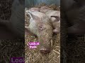 from concrete pens to sanctuary