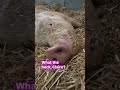 from concrete pens to sanctuary