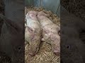 from concrete pens to sanctuary
