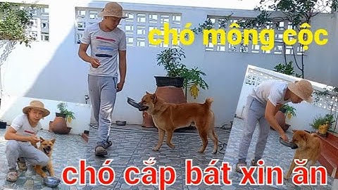 dog training tập cho chó cắn bát xin ăn chó mông cộc