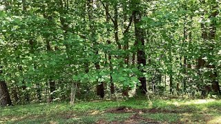 101 Pier Point Drive, Connelly Springs, NC Presented by Stephen Collins.