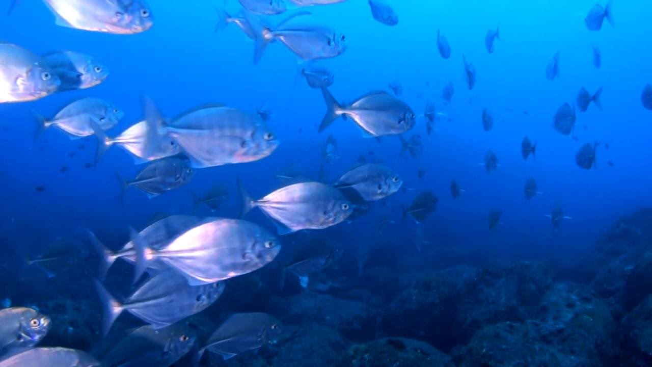伊豆諸島 八丈島ダイビング 真っ青な海にぶっ飛びの潮 ナズマド最強 Youtube