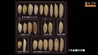根本圭介「放射性セシウムのイネへの移行」ー第1回放射能の農畜水産物等への影響についての研究報告会