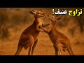 تزاوج الكنغر أغرب سر في حياة الكنغر لن تصدقه 