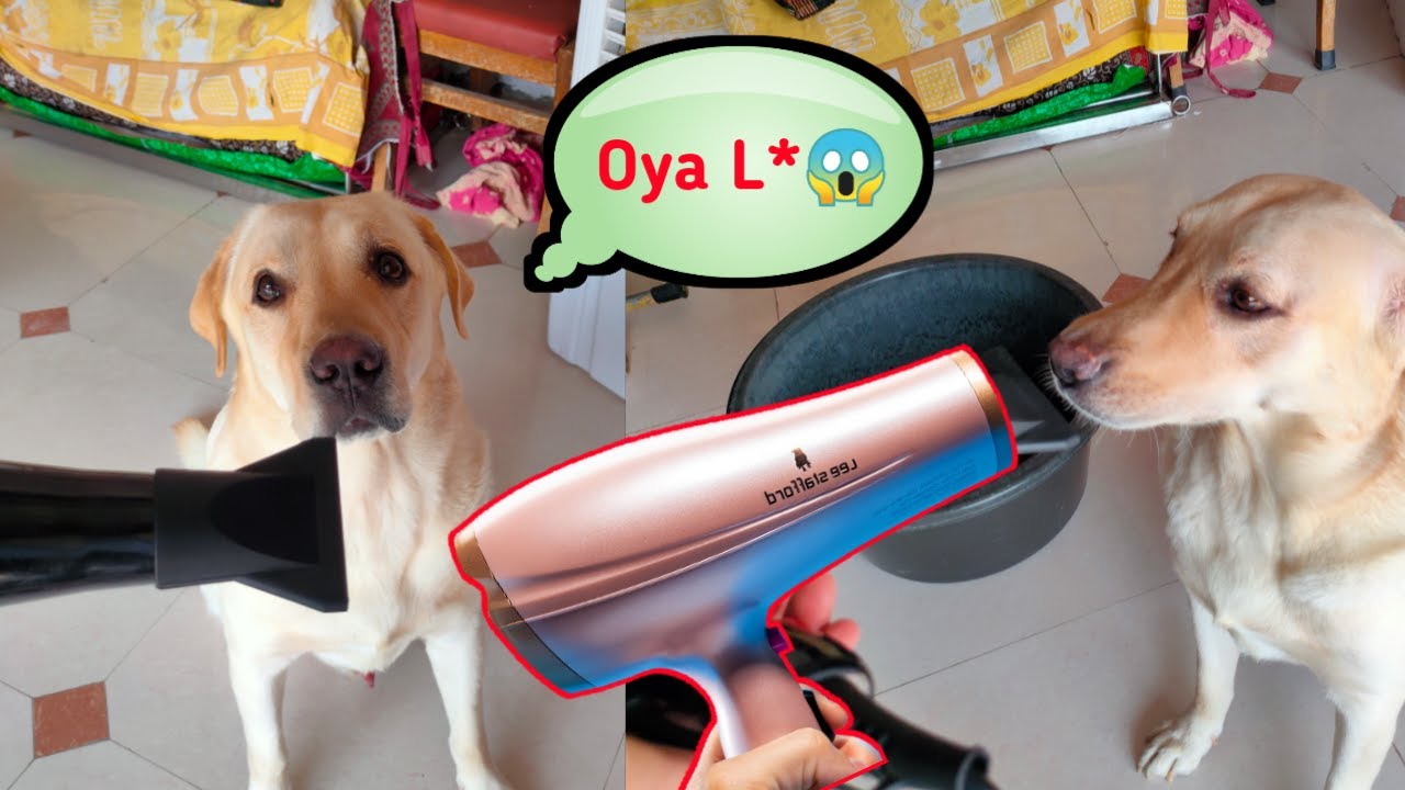 Labrador Reaction on Hairdryer💨💨 Max 🐕 Dog Talking Funny Video