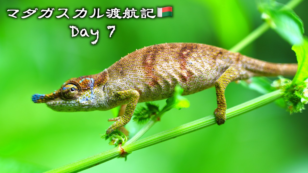 ついに出逢えた…！世界最小&“幻のカメレオン”【Day7🇲🇬】