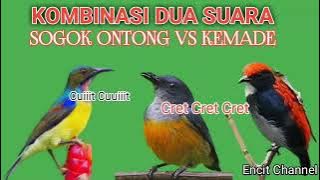 Suara pikat burung kamade atu bunga api vs gogon