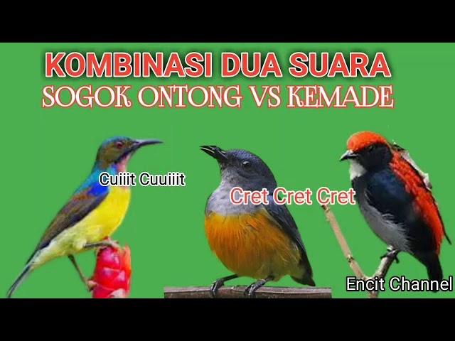 Suara pikat burung kamade atu bunga api vs gogon class=