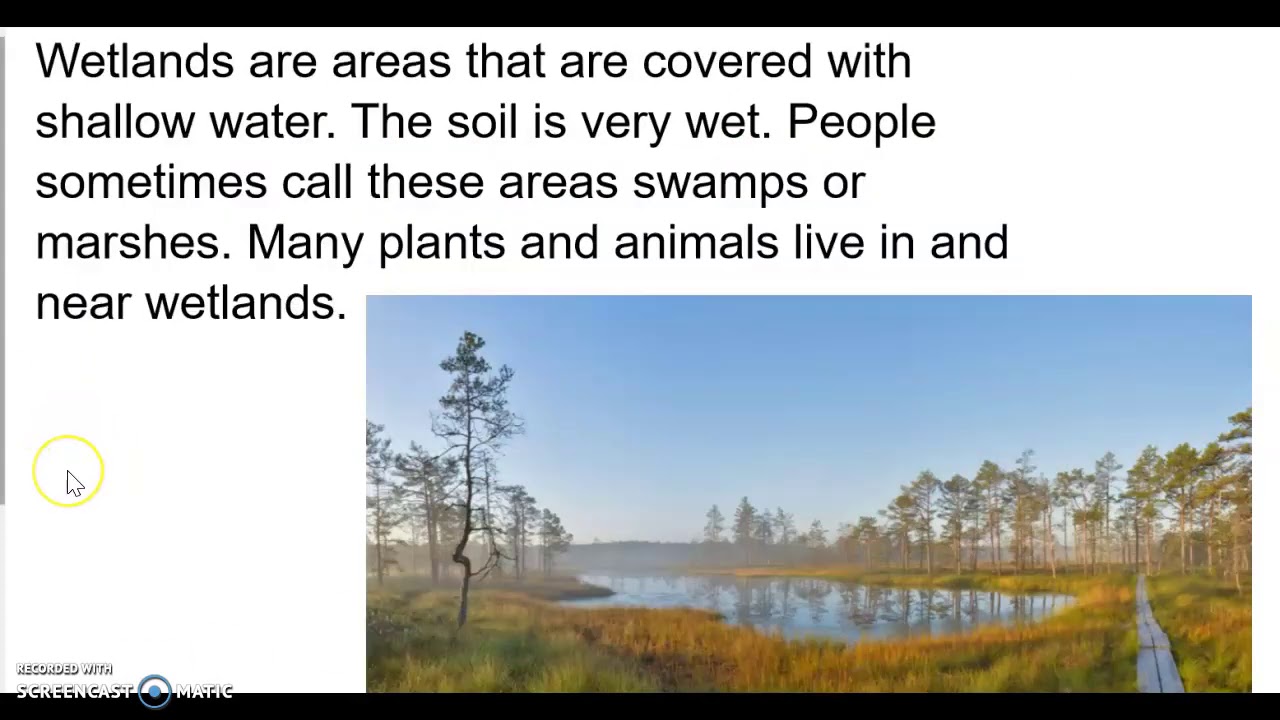 Wetland Habitat 1st Graders YouTube