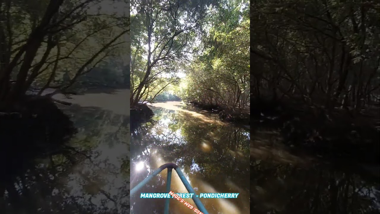 Pondy Marina Boat House Details , Boating Through Mangrove Forest Pondicherry 