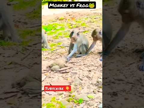 funny moments video monkey 🐒 vs frog 🐸