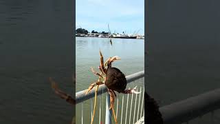 Out Here With My Brother He Caught A Nice Little Crab.