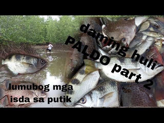 ibang paraan Ng paghuli Ng isda pagsara part 2 #danggit